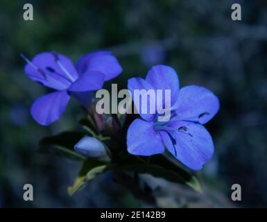 Città del Capo, Sud Africa - 01/04/2020 fiore viola di Pretty in serata. Foto Stock