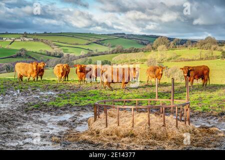 Una scena rurale di un nutrimento di bestiame in primo piano, bella Devon Red vacche terreno centrale e verde lussureggiante Rolling Cornish terreni agricoli in background. Foto Stock