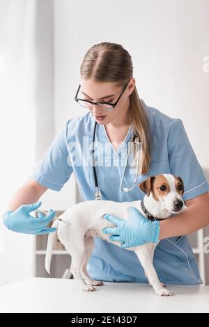 giovane veterinario in guanti di lattice blu iniezione jack russell terrier con vaccino Foto Stock