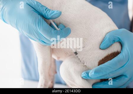 vista parziale del veterinario in guanti di lattice blu iniezione cane con vaccino Foto Stock