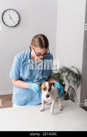 giovane veterinario in occhiali e guanti in lattice che esamina jack russell terrier Foto Stock