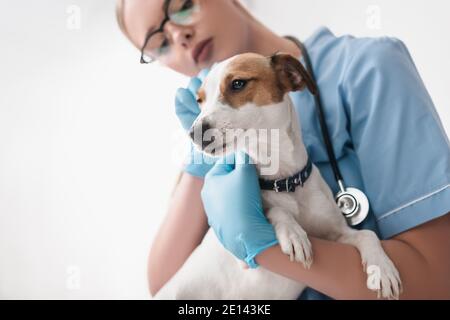 vista ad angolo basso del giovane veterinario in occhiali e lattice guanti che esaminano il cane Foto Stock