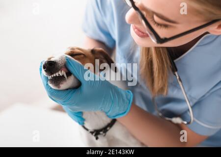 vista ritagliata di giovane veterinario in guanti e bicchieri di lattice esame jack russell terrier Foto Stock