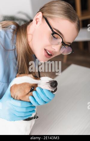 veterinario femminile in guanti di lattice e occhiali che esaminano cane in clinica Foto Stock