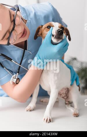 giovane veterinario in guanti di lattice che esamina jack russell terrier Foto Stock