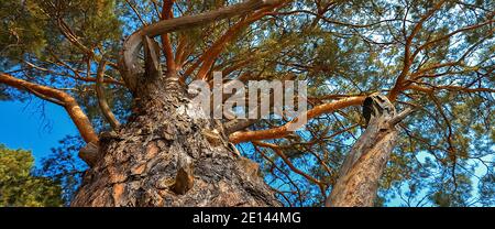 Grande albero di conifere. Primo piano e rami di un tronco d'albero in cima. Rami di pino crescono in direzioni diverse, vista dal basso. Pino contro Th Foto Stock