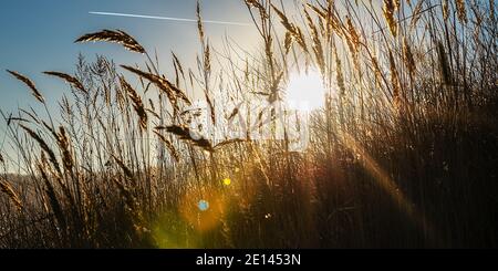 Raggi di sole con luci colorate attraverso le orecchie di mais contro il cielo blu. Paesaggio natura. Foto Stock