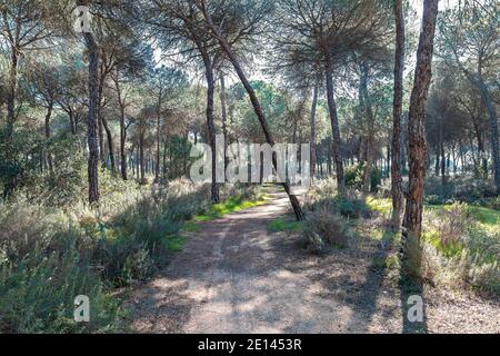 Sentiero in mezzo al bosco. Un bel posto per camminare in piena natura, molto verde e vegetazione vergine. Percorso trekking in montagna in Huelva Foto Stock
