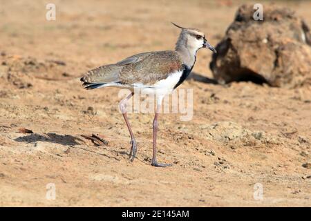 Southern Lapwing (Vanellus chilensis) che cammina sulla sabbia. Foto Stock