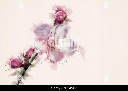 Fiore di ciliegio giapponese, Sakura. Immagine acquerello con spazio per la copia. Foto Stock