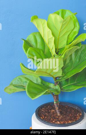 Primo piano vista del fico a foglia di Fiddle, lyrata di Ficus con sfondo blu. Foto Stock