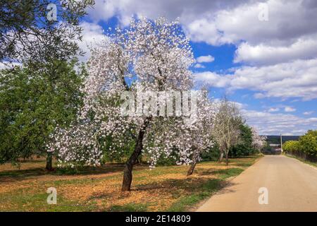 Alberi di mandorle (Prunus dulcis), fioritura nell'Algarve Portogallo appena a nord dell'entroterra da Albufeira Febbraio è tempo di fioritura di mandorle in Portogallo Foto Stock