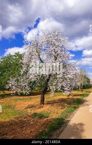 Alberi di mandorle (Prunus dulcis), fioritura nell'Algarve Portogallo appena a nord dell'entroterra da Albufeira Febbraio è tempo di fioritura di mandorle in Portogallo Foto Stock