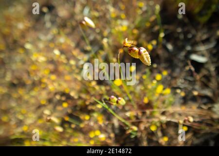 Constantiaberg, Città del Capo, Sud Africa - 18/10/2020 i fiori di granoturco canditi, che crescono forti in primavera, nei campi di Constantiaberg. Foto Stock