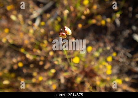 Constantiaberg, Città del Capo, Sud Africa - 18/10/2020 i fiori di granoturco canditi, che crescono forti in primavera, nei campi di Constantiaberg. Foto Stock