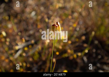 Constantiaberg, Città del Capo, Sud Africa - 18/10/2020 i fiori di granoturco canditi, che crescono forti in primavera, nei campi di Constantiaberg. Foto Stock