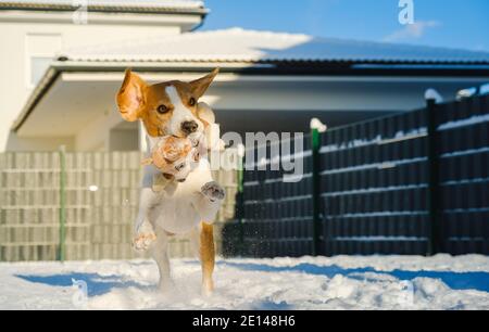 Il cane corre velocemente attraverso la neve con un peluche giocattolo dentro la sua bocca sulla soleggiata giornata invernale Foto Stock