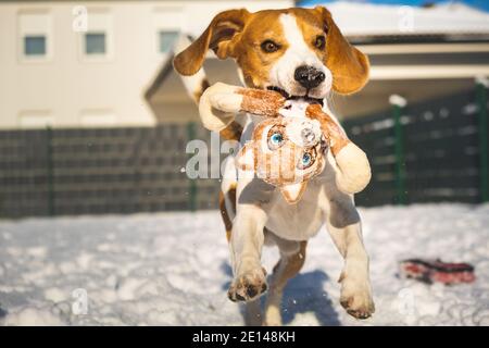 Il cane corre velocemente attraverso la neve con un peluche giocattolo dentro la sua bocca sulla soleggiata giornata invernale Foto Stock