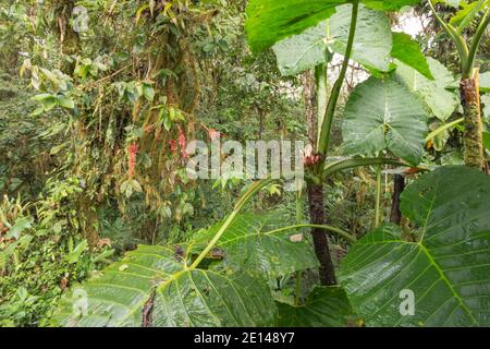 Bosco di piante di orecchio degli elefanti (Xanthosoma sp., un Arum gigante, famiglia Araceae) che cresce nella foresta pluviale montana sulle pendici occidentali delle Ande vicino alla mente Foto Stock