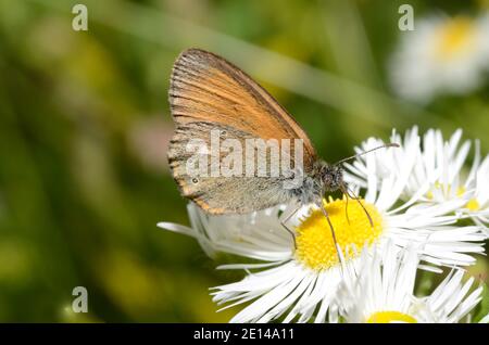 farfalla marrone su un fiore daisy in primavera Foto Stock