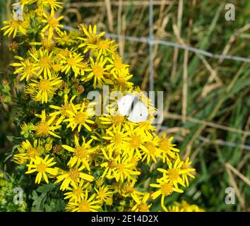 Piccola farfalla bianca che si nutrono su Ragwort comune Foto Stock