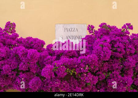 Bougainvillea fiori in fiore intorno a una facciata di casa nel centro storico di Imperia, Liguria, Italia Foto Stock