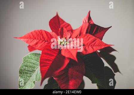 fiore di natale poinsettia primo piano Foto Stock