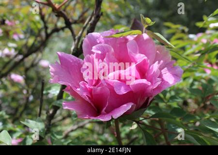 Rosa, intensiv rosa farbene Pfingstrose in einem Park in NRW, Germania Foto Stock