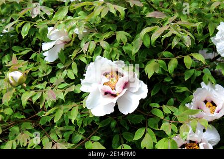 Hisbiskus mit Großen Blüten in weiß und Weinrot/purpur. Foto Stock