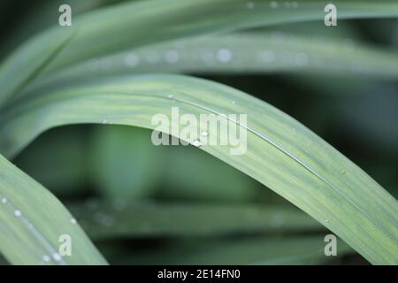 Wassertropfen auf länglichem Blatt einer Iris Foto Stock