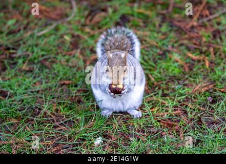 Scoiattolo grigio mangiare una noce primo piano macro shot (Sciurus carolinensis) nel Warwickshire, Inghilterra, Regno Unito Foto Stock