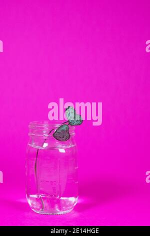 Due foglie a forma di cuore su un taglio di una fila di piante di cuore, in un vaso d'acqua. Foto Stock