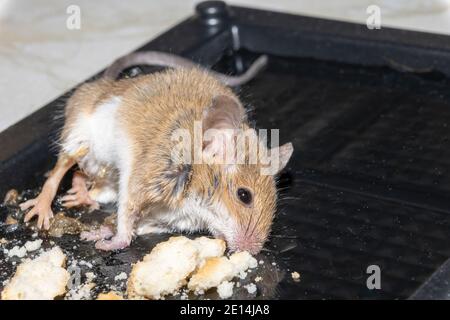 Un comune topo selvaggio trovato morto bloccato ad un roditore trappola colla Foto Stock