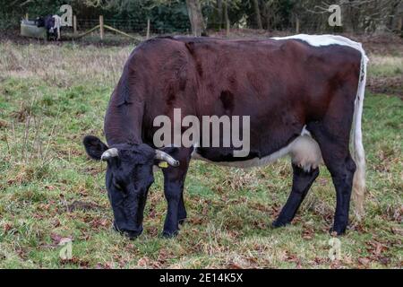 bella mucca con corna che si mungono sull'erba Foto Stock