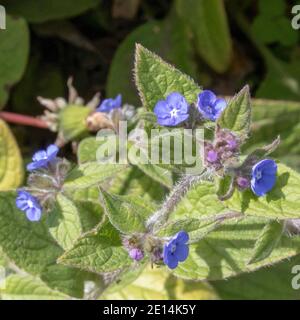 fiori blu graziosi dell'alcanet verde Foto Stock