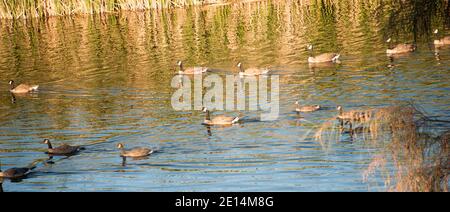 Canada Geese a Cornerstone Park/Railroad Lake, Henderson, Nevada. Foto Stock