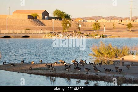 Canada Geese a Cornerstone Park/Railroad Lake, Henderson, Nevada. Foto Stock