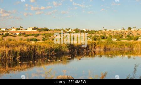 Canada Geese a Cornerstone Park/Railroad Lake, Henderson, Nevada. Foto Stock