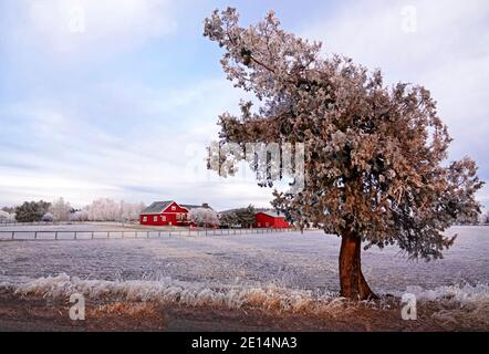 Una casa colonica rossa e fienile incorniciato da un albero di ginepro occidentale sono coperti da una coperta gelida dopo una nebbia gelida a Tumalo, Oregon. Foto Stock