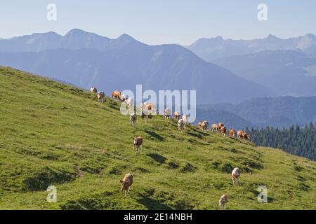 Mandria di mucche si aggira tra i vasti prati della Scharnitzalm nell'Area Benediktenwand Foto Stock