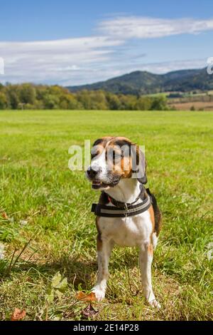 Un Beagle Tricolore si è fatto comodo su UN verde Prato Foto Stock