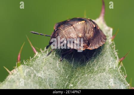 Tartaruga Shieldbug ninfa (Eurygaster testudinaria) appollaiato su foglia di pianta. Tipperary, Irlanda Foto Stock