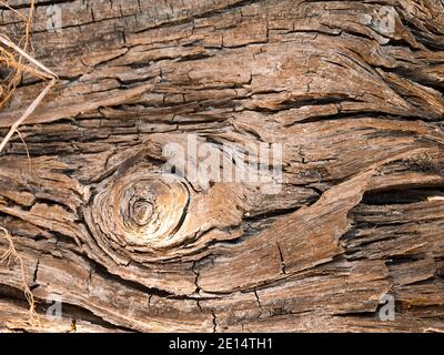 Primo piano vecchio legno grana tessitura . Sfondo di tessitura di legno. Struttura di legno marrone, vecchia struttura di legno, Old cracked e marcio piece.Pattern sul vecchio piano. Foto Stock