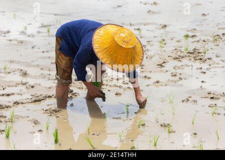 agricoltore asiatico che piantano riso su risaie biologiche in terreni agricoli. agricoltori dividono giovani piante di riso e ripiantano in risaie allagate. Foto Stock