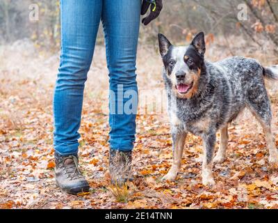 Il cane australiano di razza che lavora va per una passeggiata accanto alle gambe del suo proprietario. Il cane curioso sta guardando. Sfondo autunno colorato fuori fuoco Foto Stock
