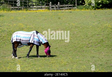 Cavallo che indossa una coperta pascolo in un campo, Kent, Inghilterra Foto Stock
