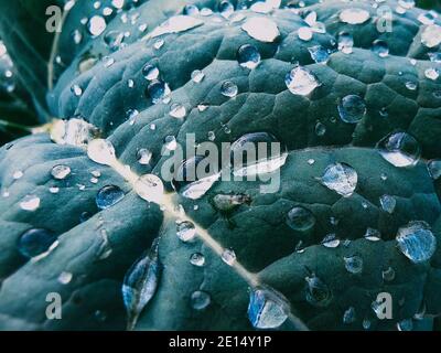 Mattina rugiada su foglia. Dettaglio di foglie verdi fresche con gocce d'acqua e gocce di pioggia. Macro natura sfondo di con gocce d'acqua foglia. Natura, pianta e. Foto Stock