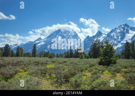 Le montagne del Grand Teton si innalzano sopra un prato con i pini sopra un pomeriggio di sole Foto Stock