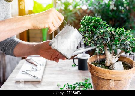 Senior uomo irrigazione foglie di bonsai Foto Stock