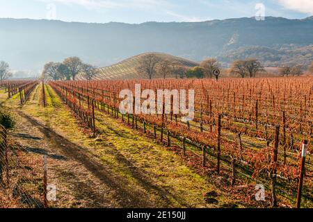 Atmosfera fine stagione autunno sui vigneti di Napa Valle. Foto Stock